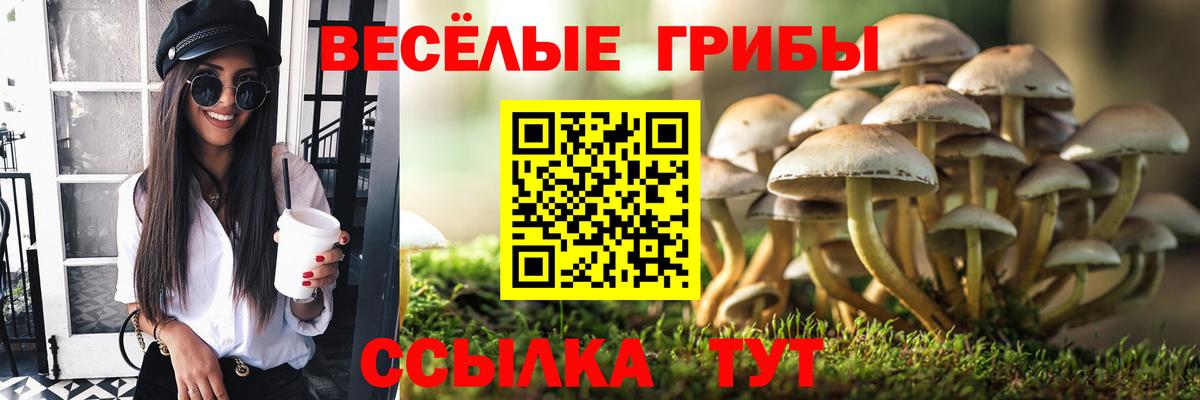 Псилоцибиновые грибы Cubensis Кстово